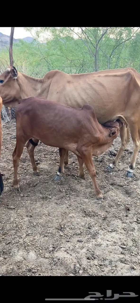 بقر ولاد عددها ثلاث 8