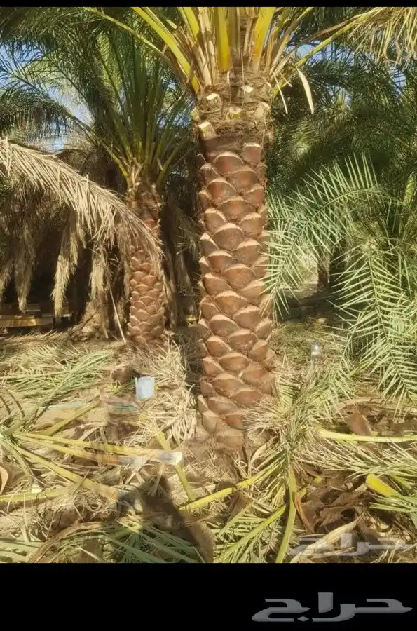 مطلوب مزارع نخل للايجار البكيريه وماحولها 4