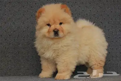 جراوي تشاو تشاو مستويات index