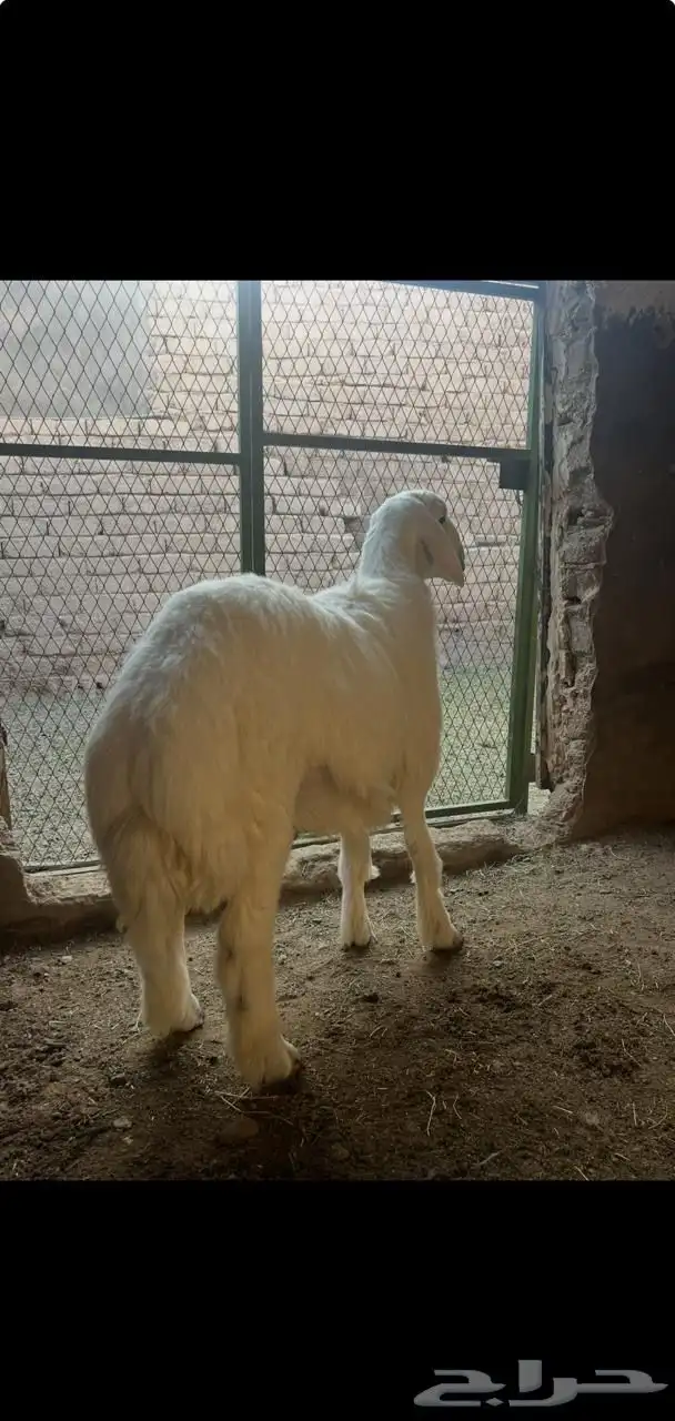 ذبايح وطليان حريه ونجد وتيوس وجفار 0