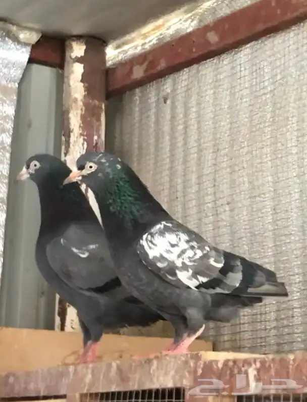 تم البيع تيدي شينا أساس منتج 8