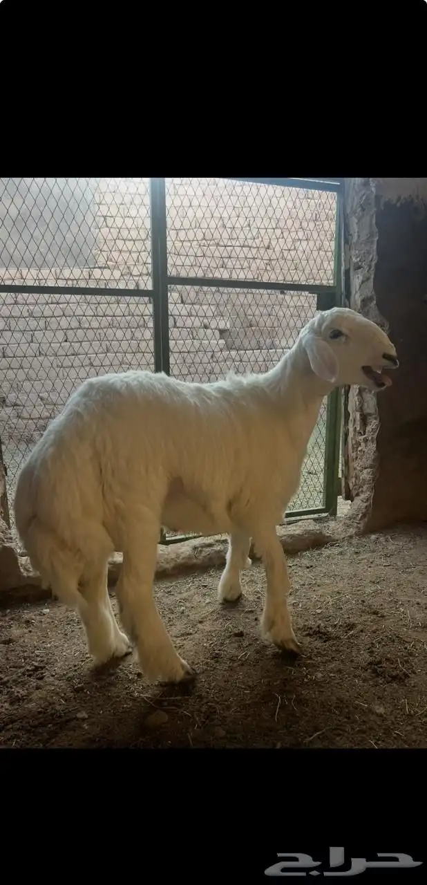 ذبايح وطليان حريه ونجد وتيوس وجفار 2