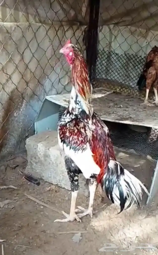 دجاج بكستاني 0