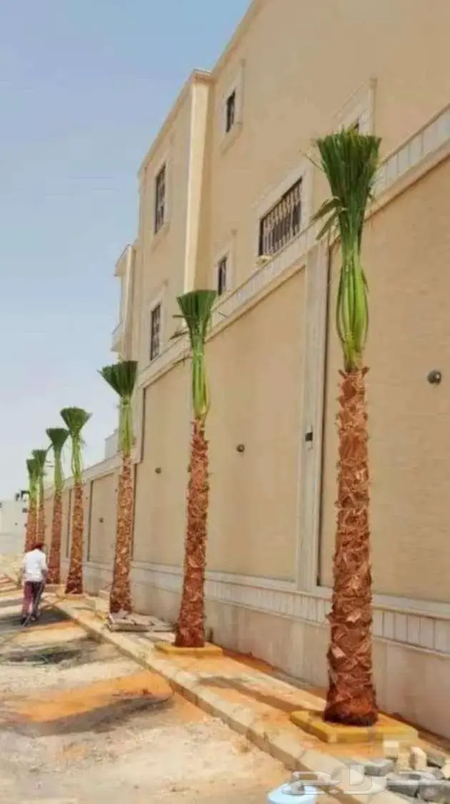 نخل واشنطونياء واشنطونيا 19