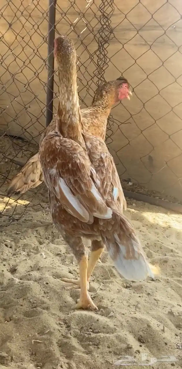 دجاج بكستاني 2