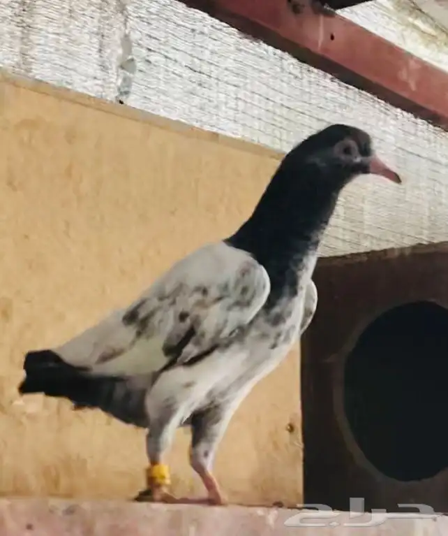 تم البيع طبة بغلا تيدي 2