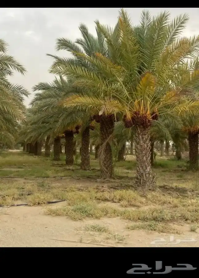 مطلوب مزارع نخل للايجار البكيريه وماحولها 0