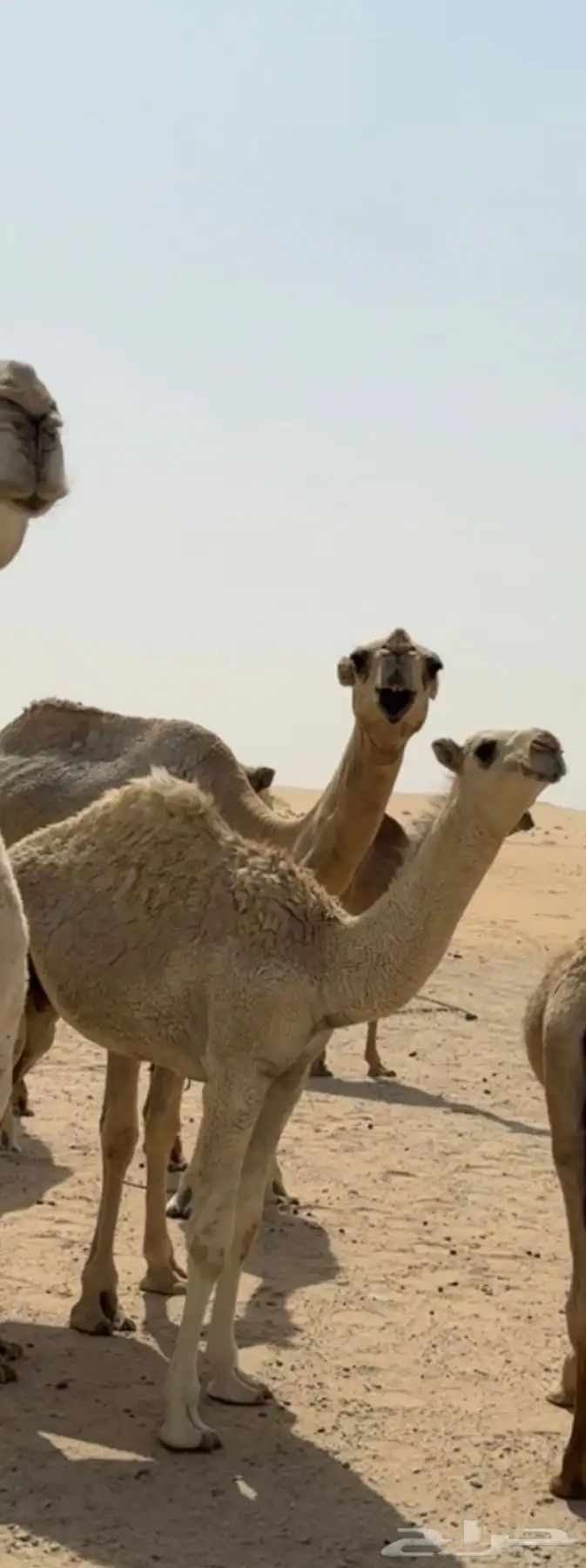 قعود اوضح فل 1
