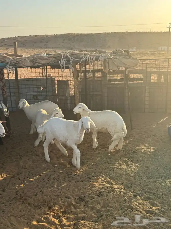 خرفان حريه 6