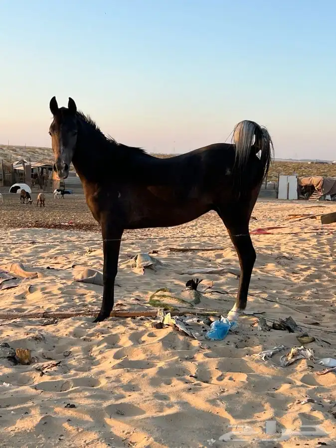 فرس شعبيه 2