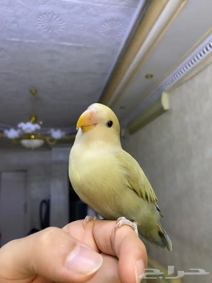 فرخ روز اليف هدد 8