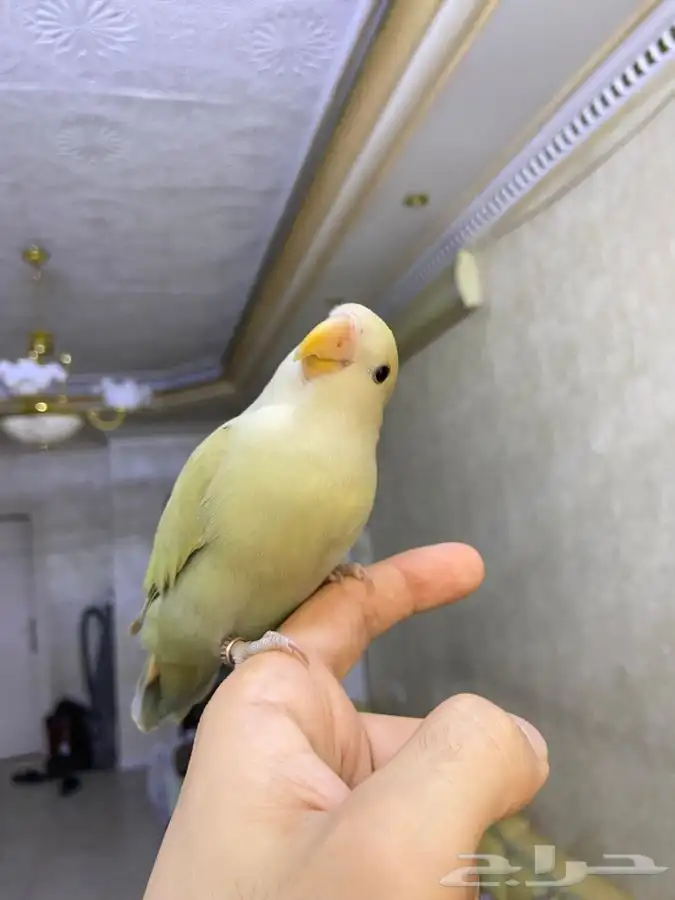 فرخ روز اليف هدد 3