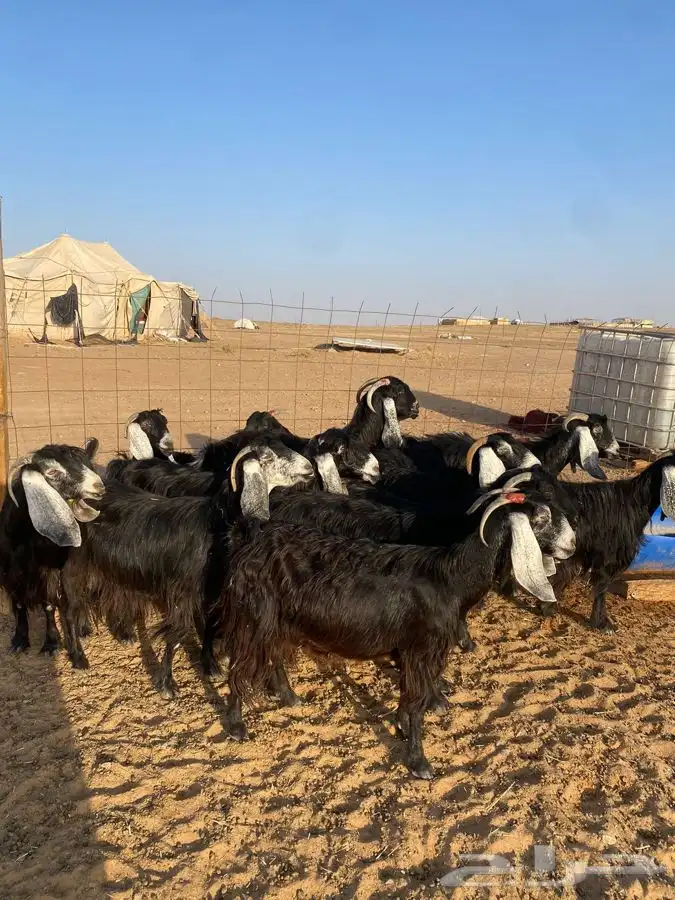 معزا عوارض 3