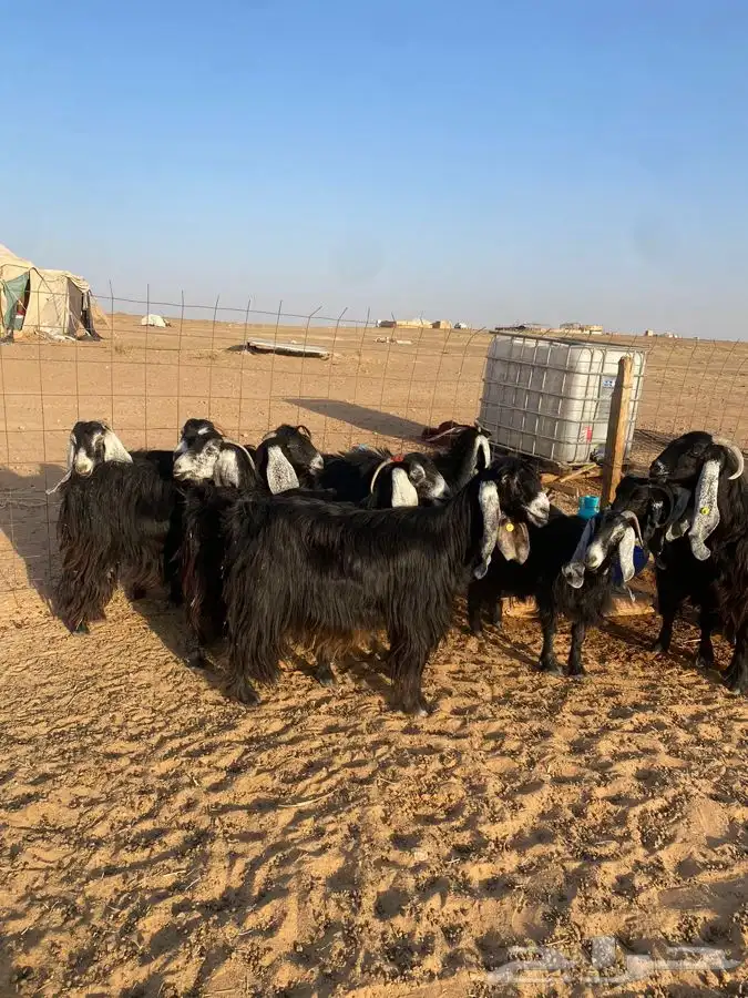 معزا عوارض 0