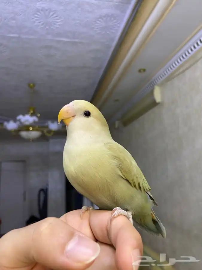 فرخ روز اليف هدد 7