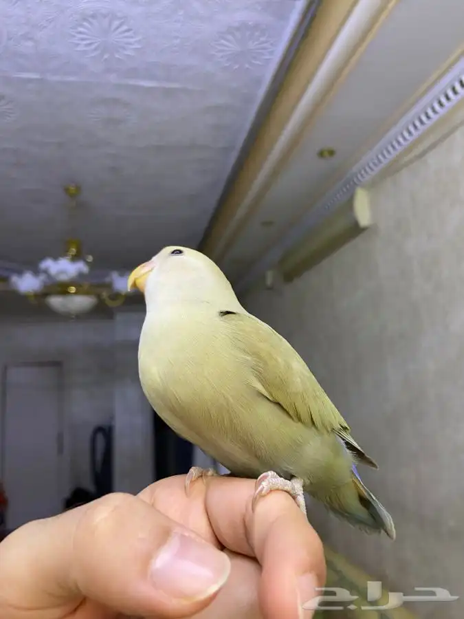 فرخ روز اليف هدد 11