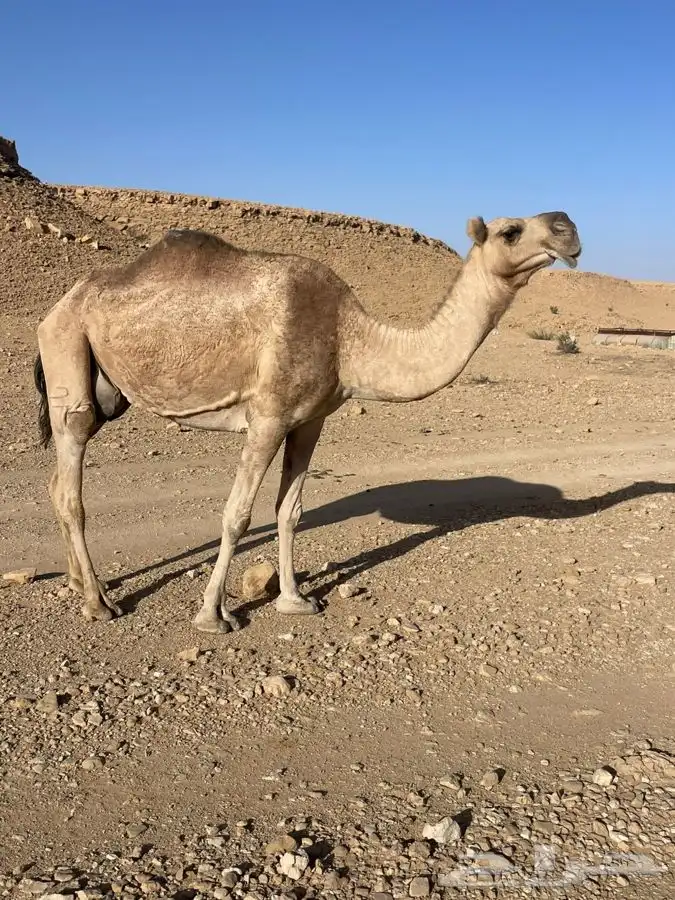 ضروبه كفو 0