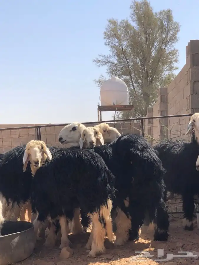 رخال نجد جذعات طيبه 0