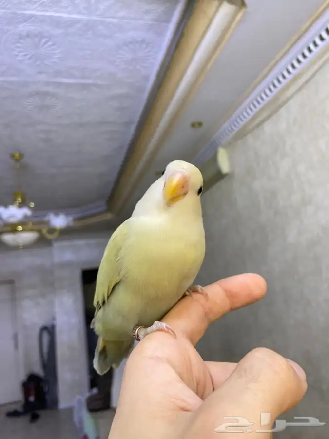 فرخ روز اليف هدد 0