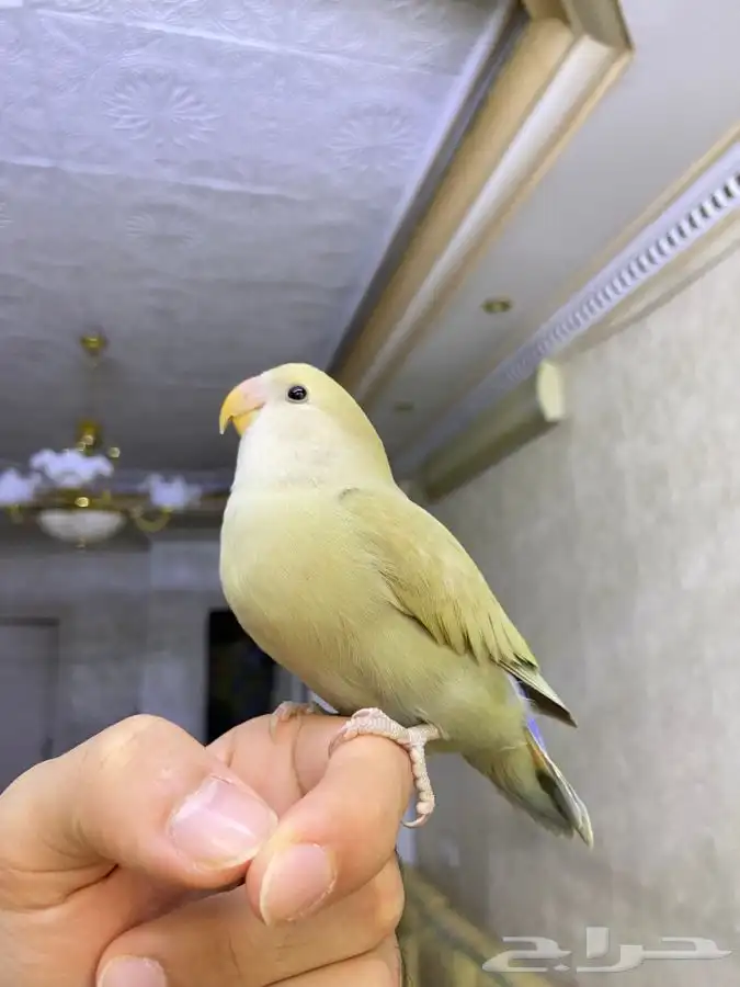 فرخ روز اليف هدد 9