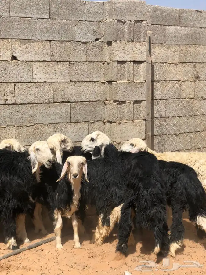رخال نجد جذعات طيبه 1