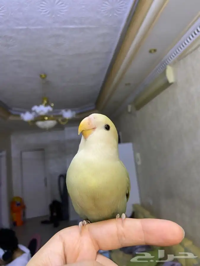 فرخ روز اليف هدد 12