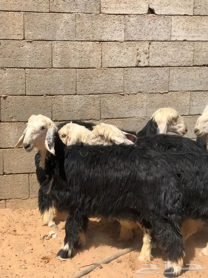 رخال نجد جذعات طيبه 2