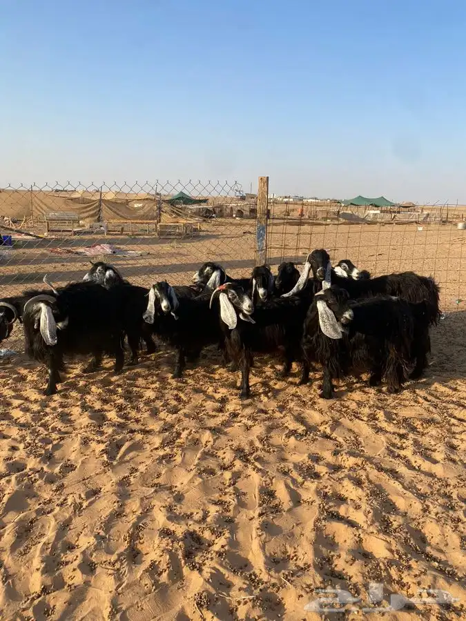 معزا عوارض 2
