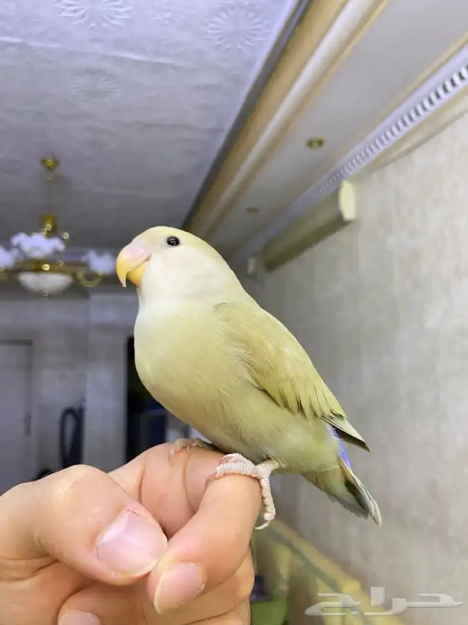 فرخ روز اليف هدد 4