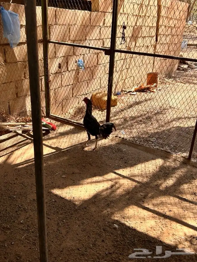ديك فخم بالخرج 3
