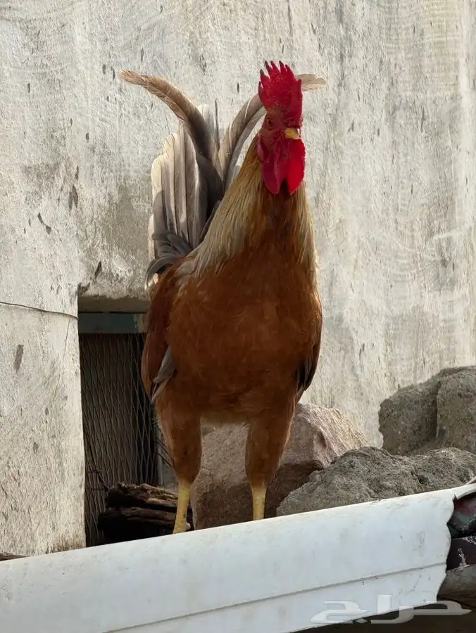 محافظة اضم 2