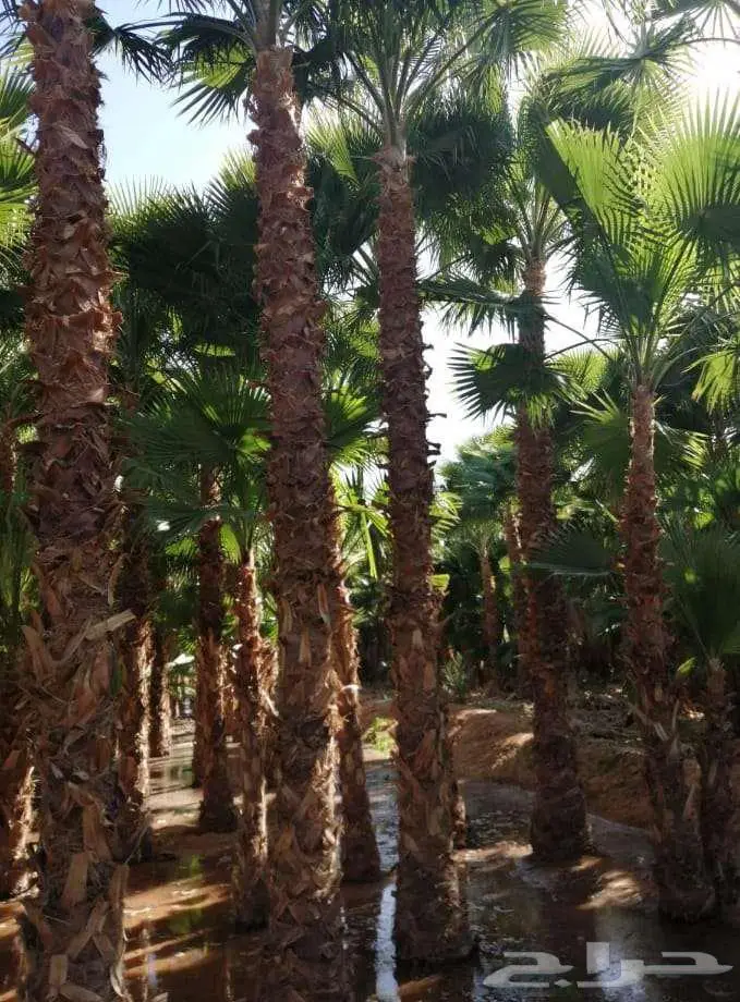 نخل واشنطونياء واشنطونيا 10