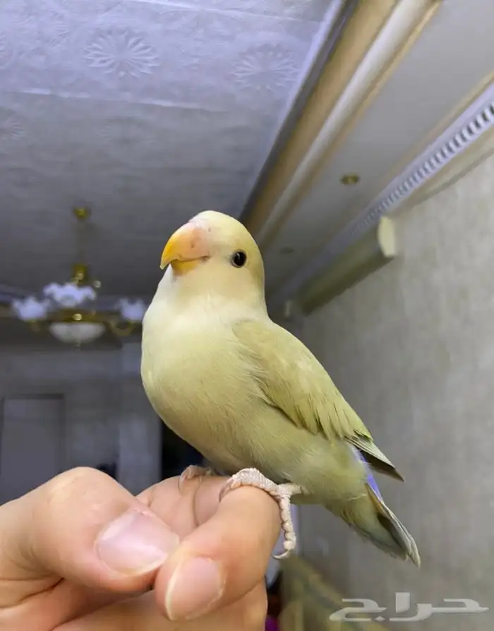 فرخ روز اليف هدد 1