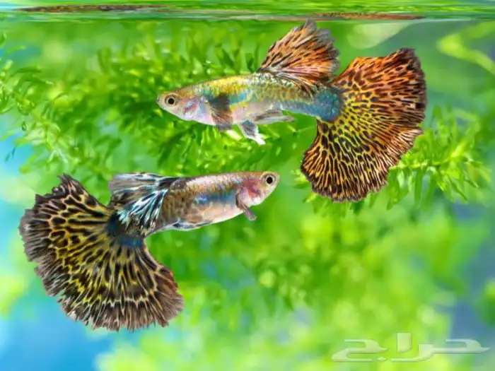 سمك جوبي اذن فيل 0