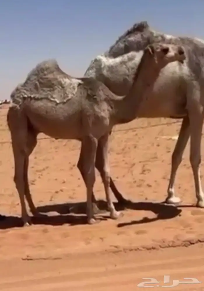 قعود باتلي 0