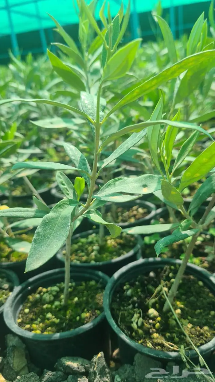 شتل زيتون اربيكانا وكرونيكي 0