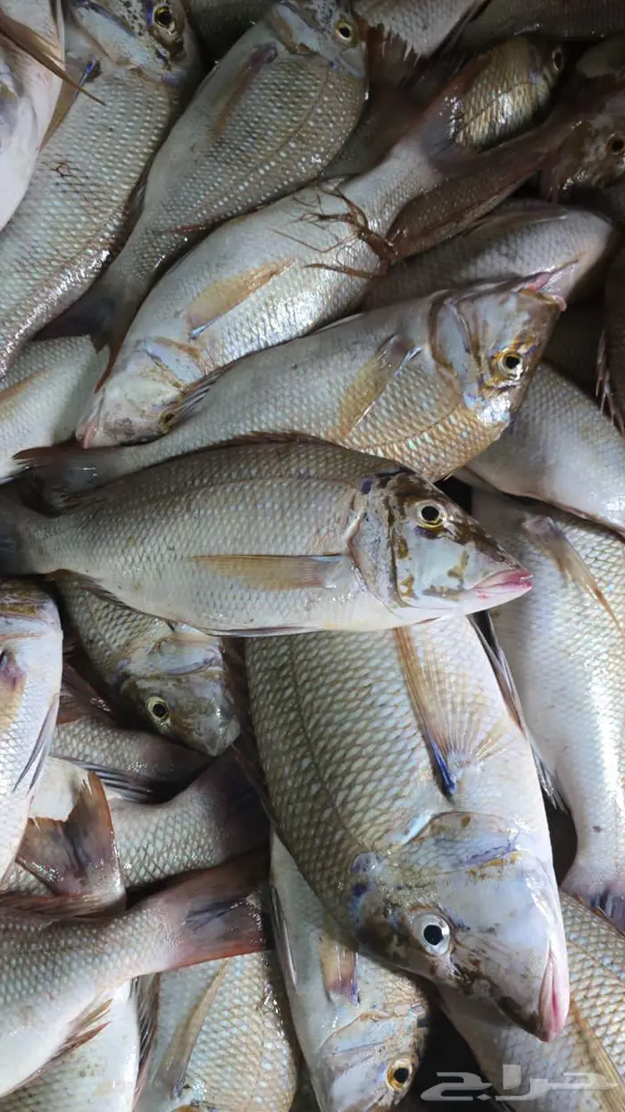 لأهل الرياض فقط سمك جدة الطازج واصل الخميس   احجز الآن 1