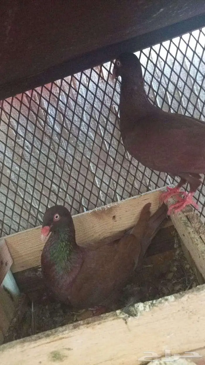 حمام دنش اسرائيلي 1