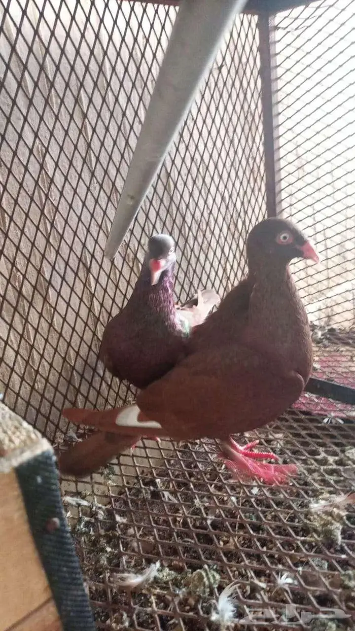 حمام دنش اسرائيلي 0