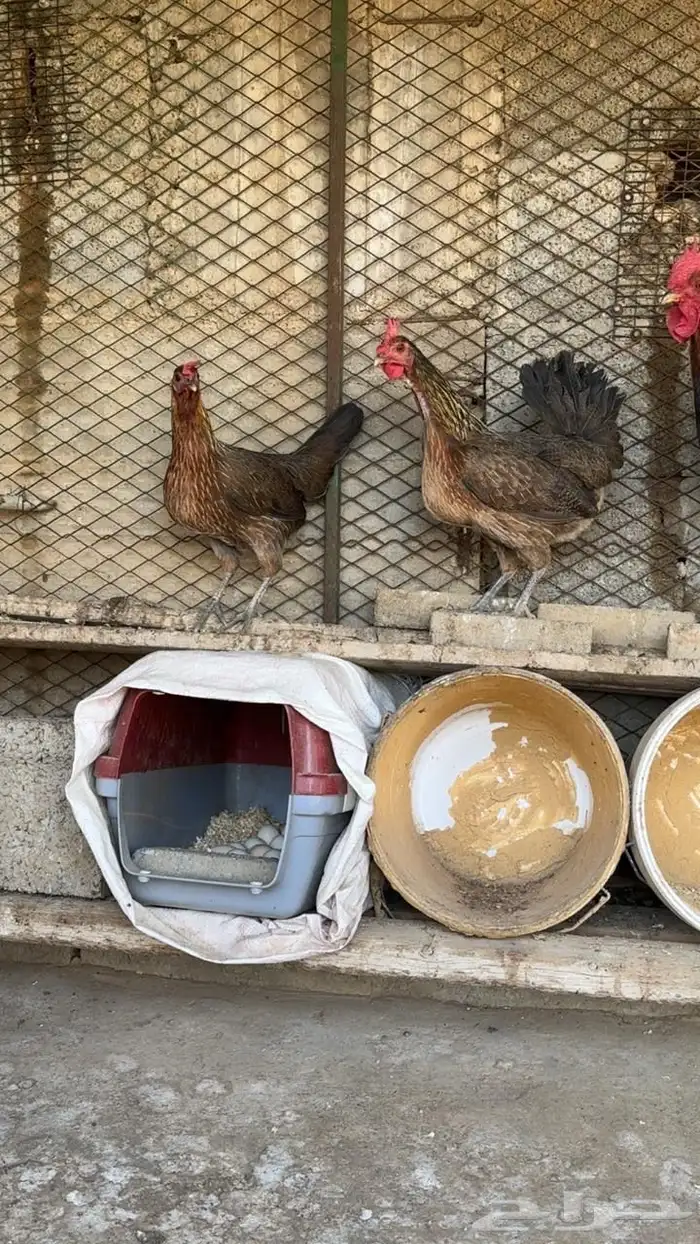 دجاج عربي ترثه اصيل 4