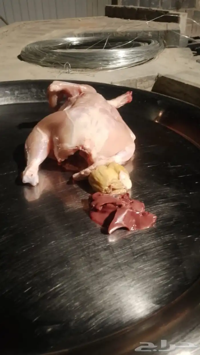 دجاج لاحم 0
