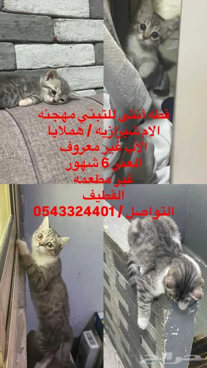 قطه انثى للتبني مهجنه من ام شيرازي هملايا الاب غير معروف 0