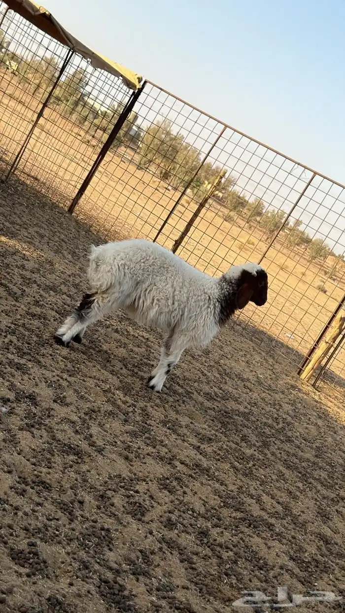 هرافا رخال 2