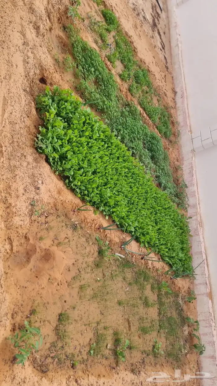 استراحة للايجار 28