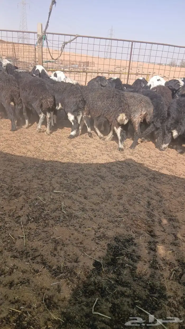 غنم عرب 3
