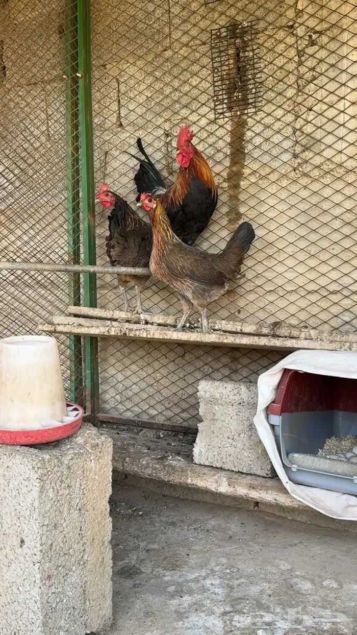 دجاج عربي ترثه اصيل 6