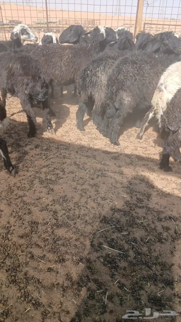 غنم عرب 1