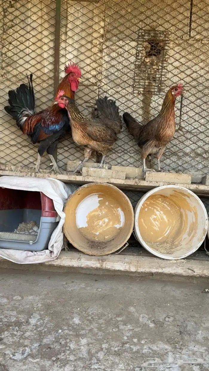 دجاج عربي ترثه اصيل 2