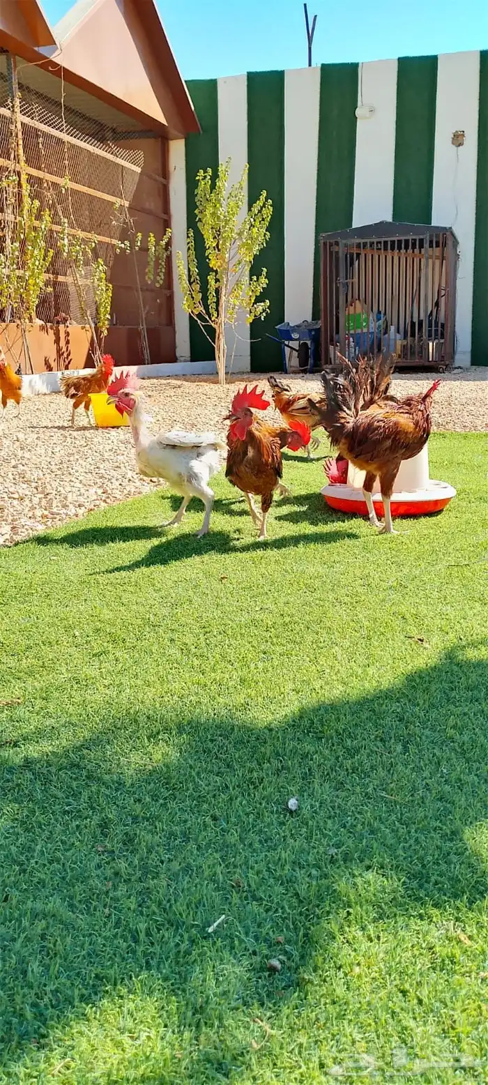 ديكه بلدي 0