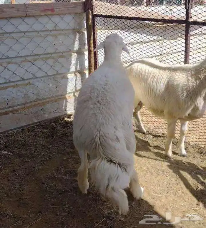 طليان حريه ذبايح 0